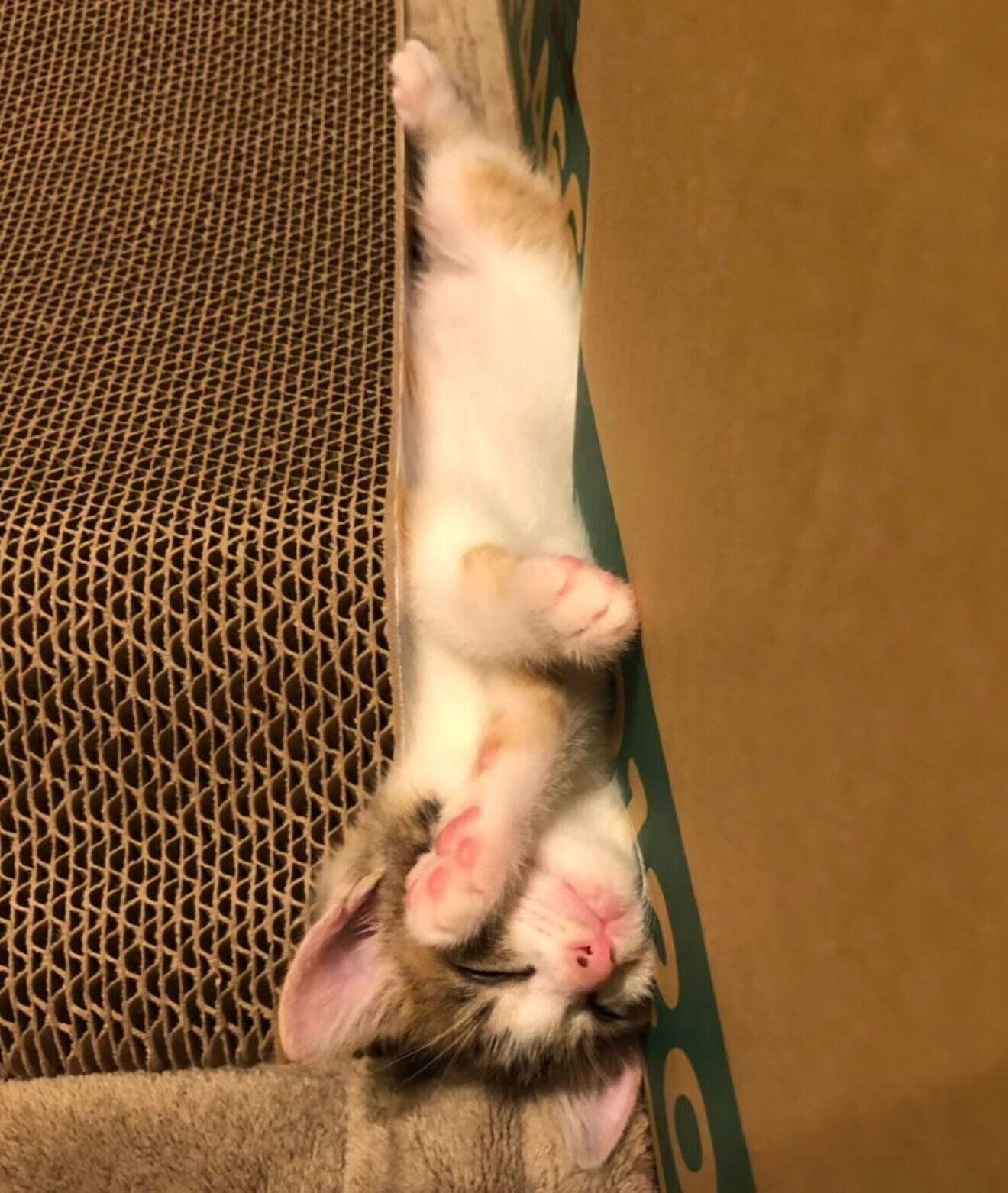 隙間で眠るクッキーちゃん