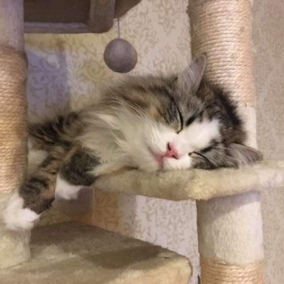 キャットタワーで横になって眠る猫