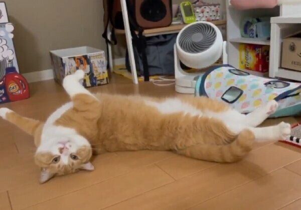 ヘソ天ポーズで飼い主さんに「なでてアピール」をするさんてくん