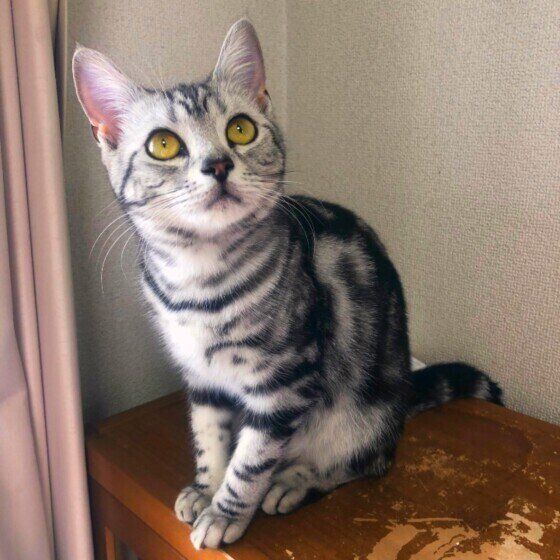 アメリカンショートヘアの特徴と飼い方 可愛い画像いっぱい ねこのきもち 猫図鑑 ねこのきもちweb Magazine