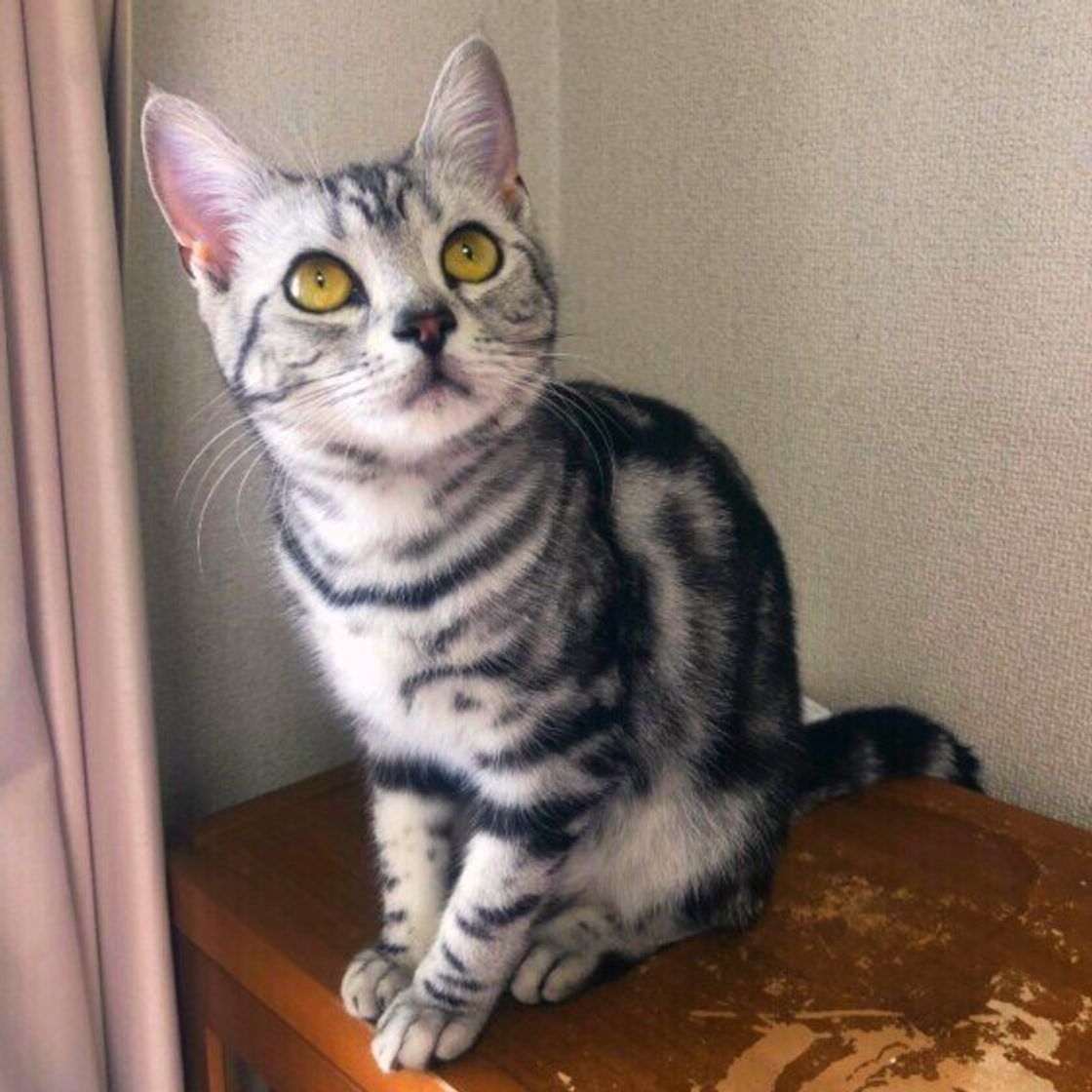 アメリカンショートヘアの特徴と飼い方 可愛い画像いっぱい ねこのきもち 猫図鑑 ねこのきもちweb Magazine アメリカンショートヘアの特徴と飼い方 可愛い画像いっぱい ねこのきもち 猫図鑑 ねこのきもちweb Magazine