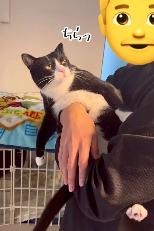 パパさんに抱っこされて固まるぽんずちゃん