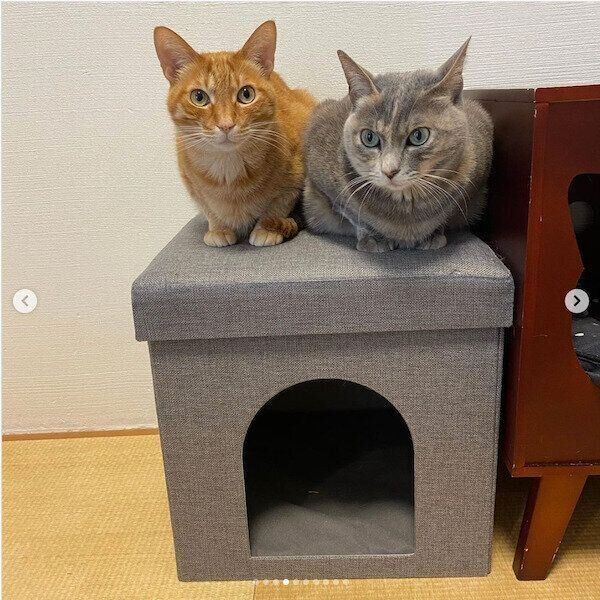 ニトリの猫グッズ