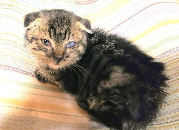 保護当時のはるおちゃん