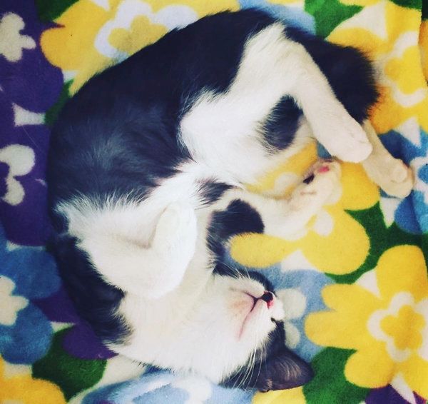 はちわれ猫のからしちゃん