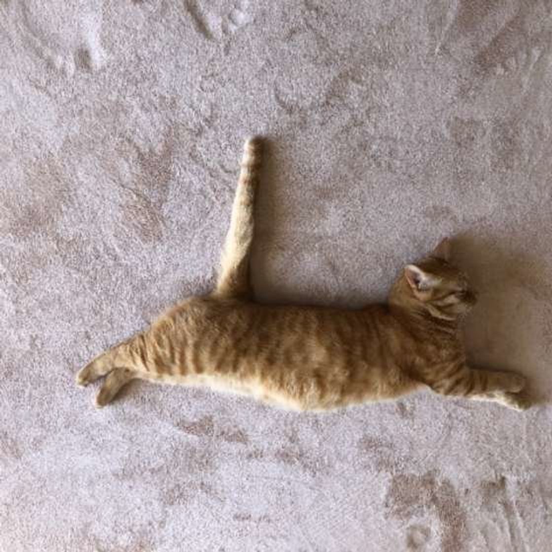 いま猫はどんな気持ち 答えは猫のパーツの動きにあった ねこのきもちweb Magazine いま猫はどんな気持ち 答えは猫のパーツの動きにあった ねこのきもちweb Magazine