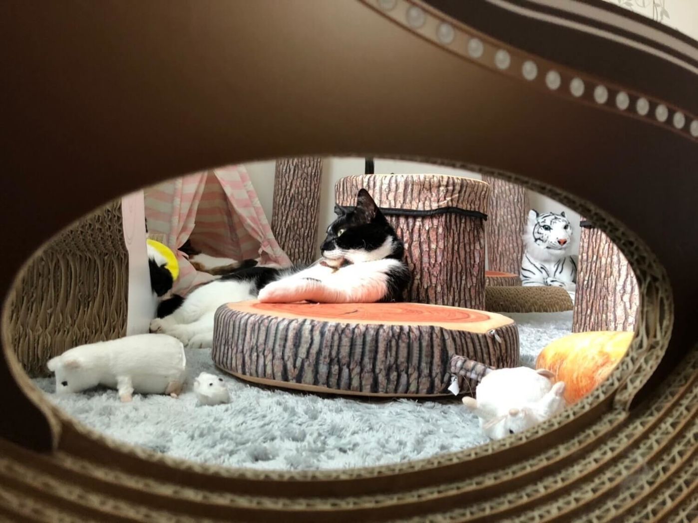 徹夜明けに体力の限界を感じ 猫部屋で就寝 目を覚ますと 視界には今世紀最大のイケメンが リュックと愉快な仲間たち あ あと響介vol 54 ねこのきもちweb Magazine 徹夜明けに体力の限界を感じ 猫部屋で就寝 目を覚ますと 視界には今世紀最大のイケメンが リュックと愉快な仲間たち あ あと響介vol 54 ねこのきもちweb Magazine