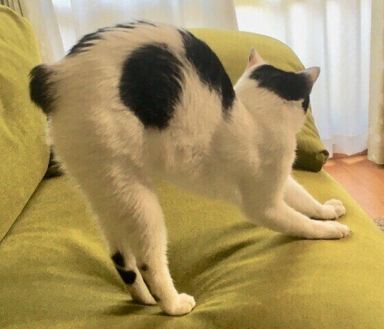 ソファでのびする猫