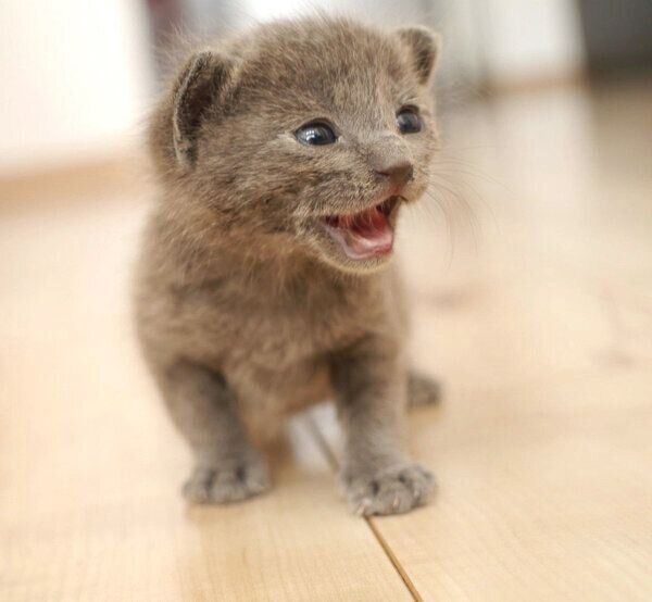 子猫時代のれおくん