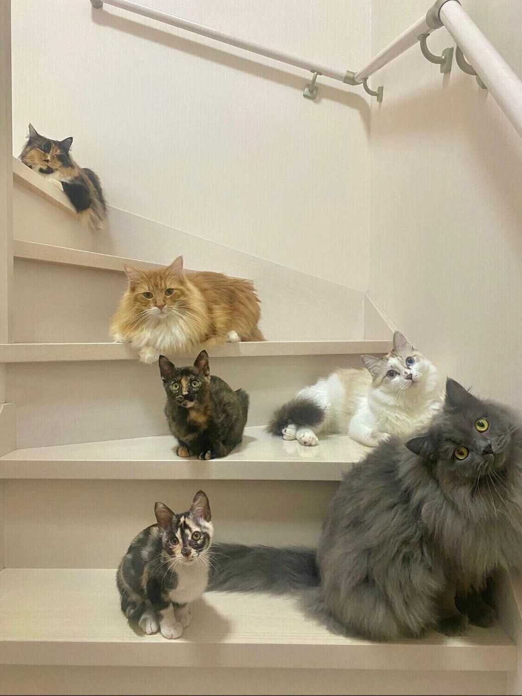 圧巻 6匹の猫ちゃんが一堂に 素敵な 猫家族 写真 の撮影秘話 ねこのきもちweb Magazine 圧巻 6匹の猫ちゃんが一堂に 素敵な 猫家族 写真 の撮影秘話 ねこのきもちweb Magazine