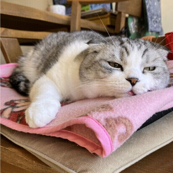 スコティッシュフォールドのわさびくん♪