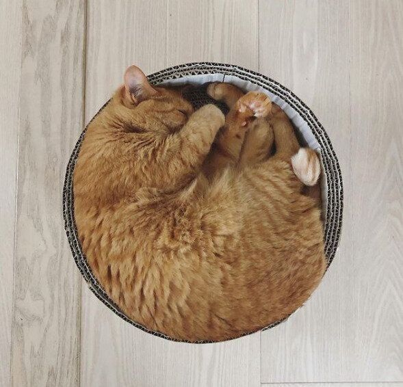 円形の手作りダンボールベッド