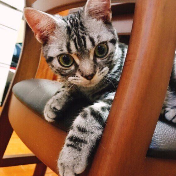 見つめるアメリカンカール・ショートヘア