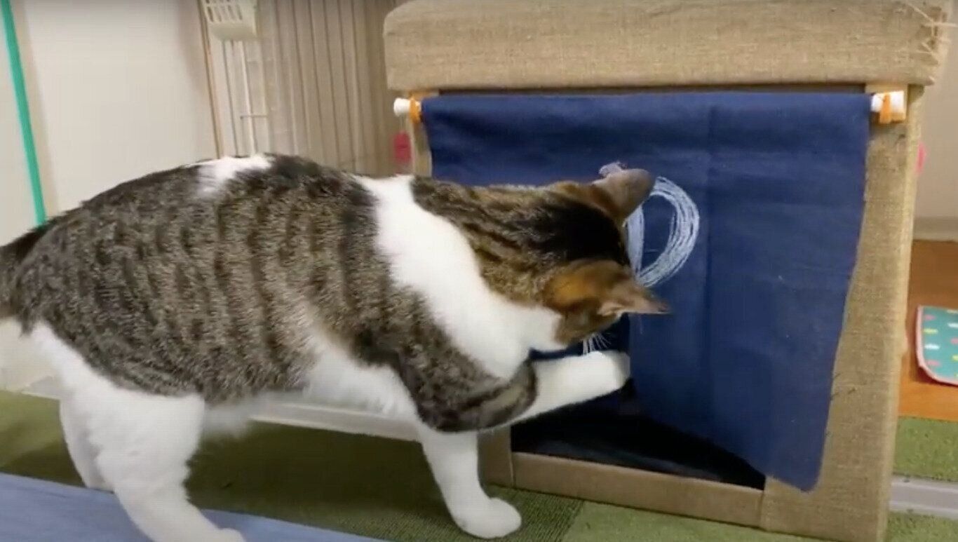 モモちゃん&ねこたちゃんと「湯」のれん