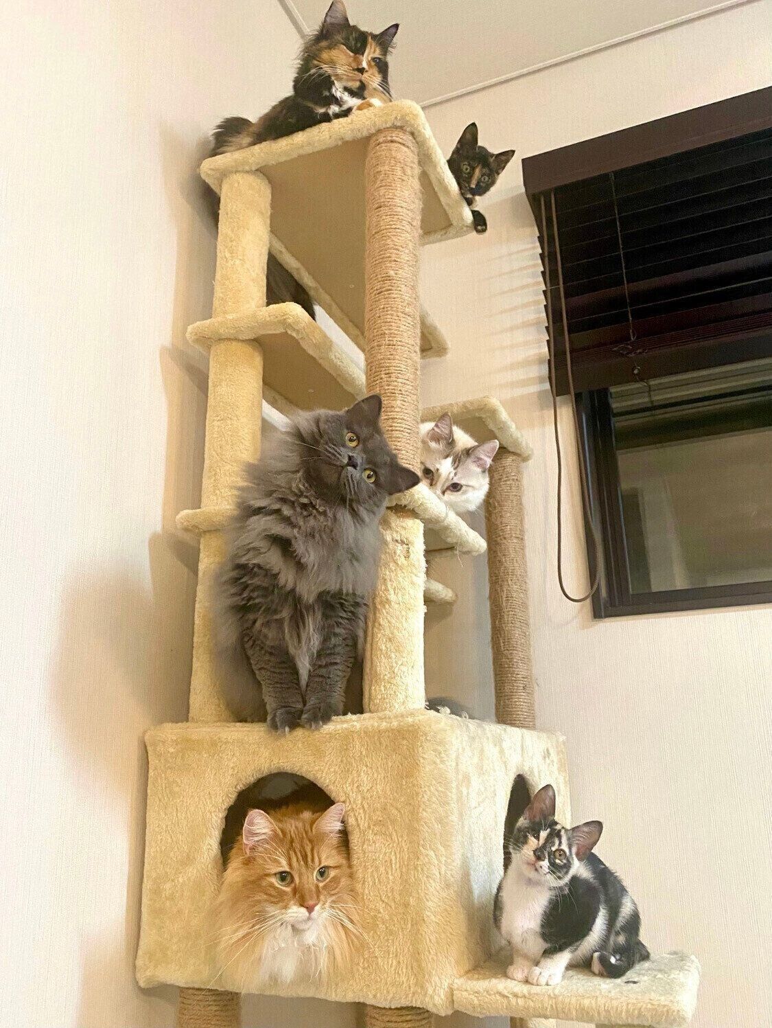 キャットタワーに集まる6匹