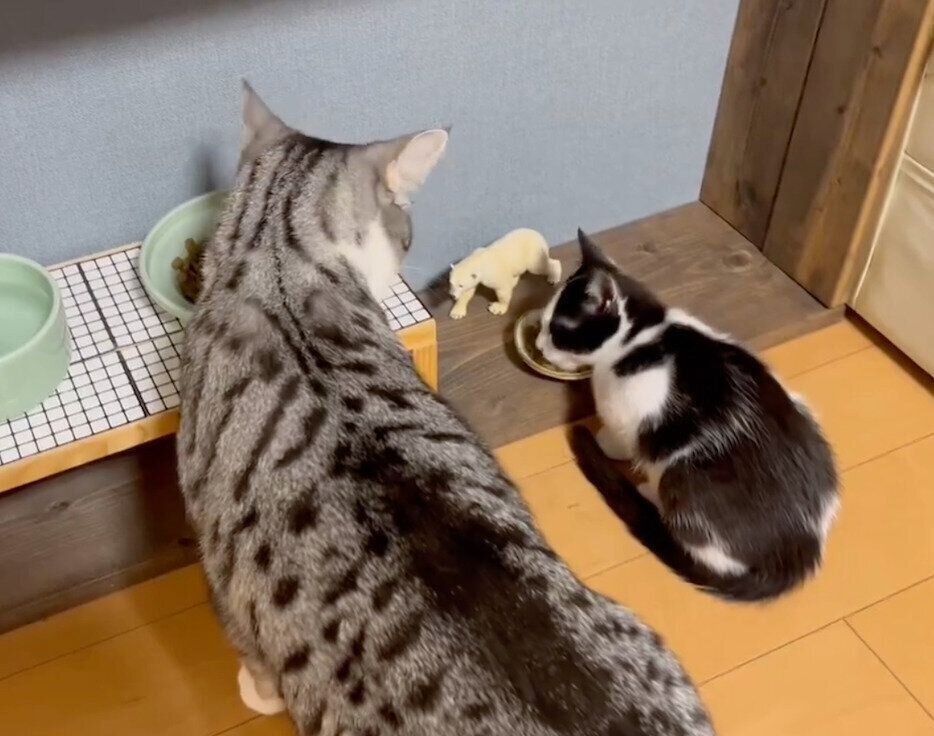 お互いの顔を見合うハクくん、うたちゃん