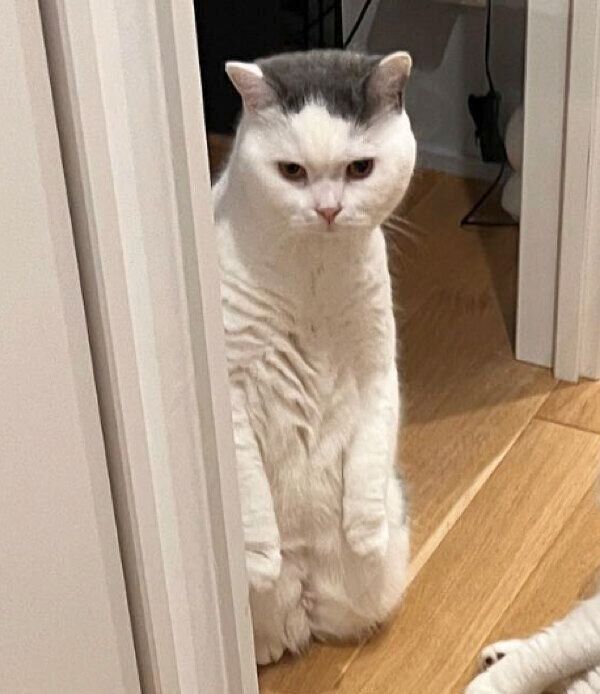 2本足で立つカツヲくん