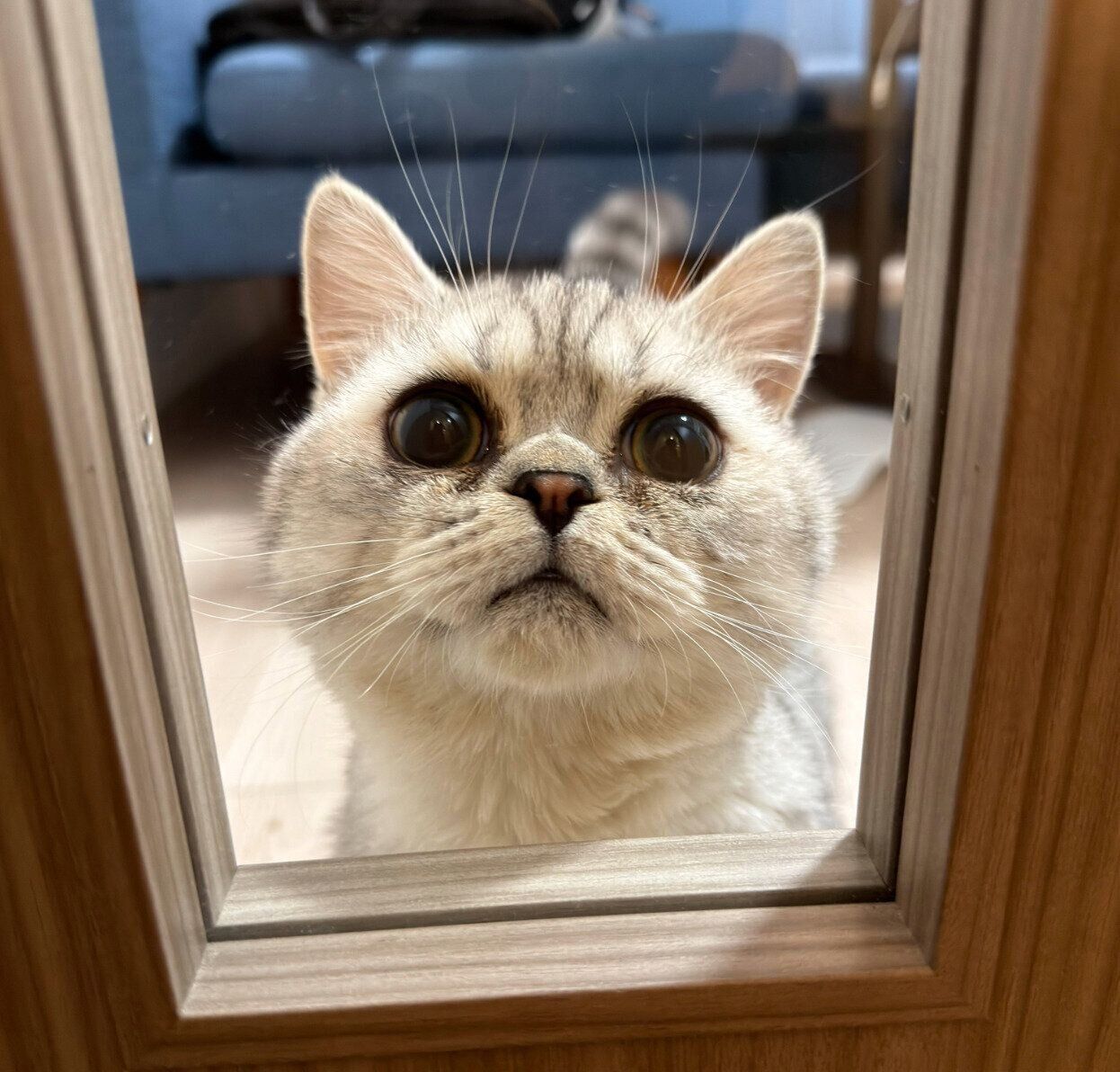 別の日のしらすおろしくん