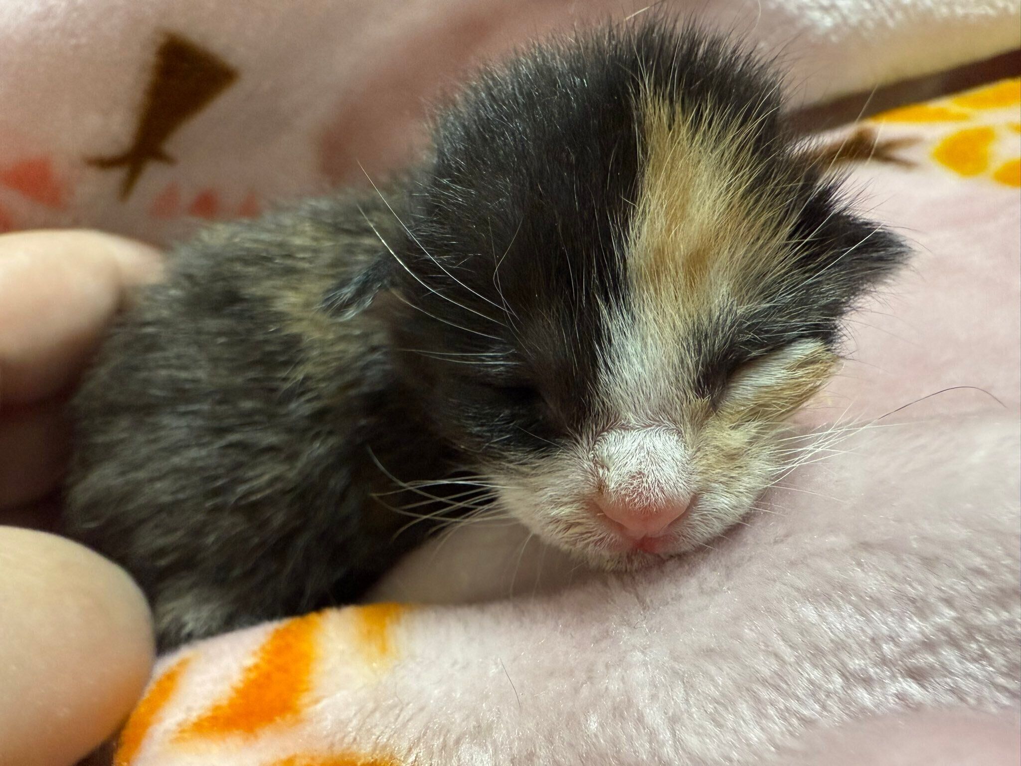 生後1週齢のころに撮影したまりもちゃん