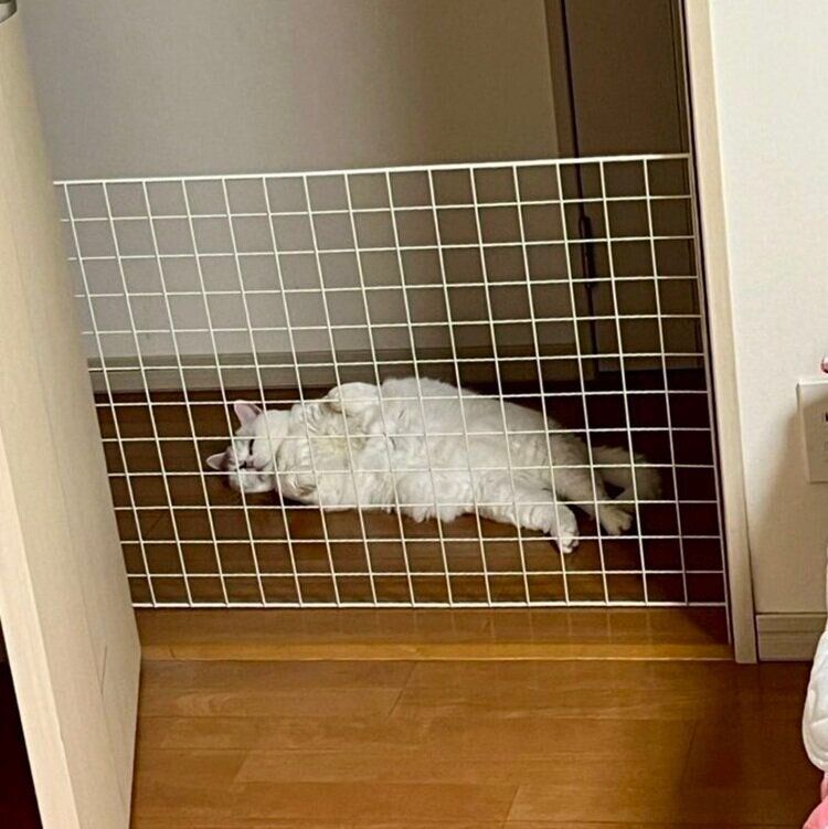 お子さんから送られてきた写真に写るラフくん