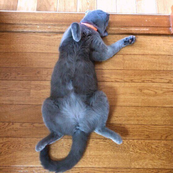 くつろぐシャルトリュー