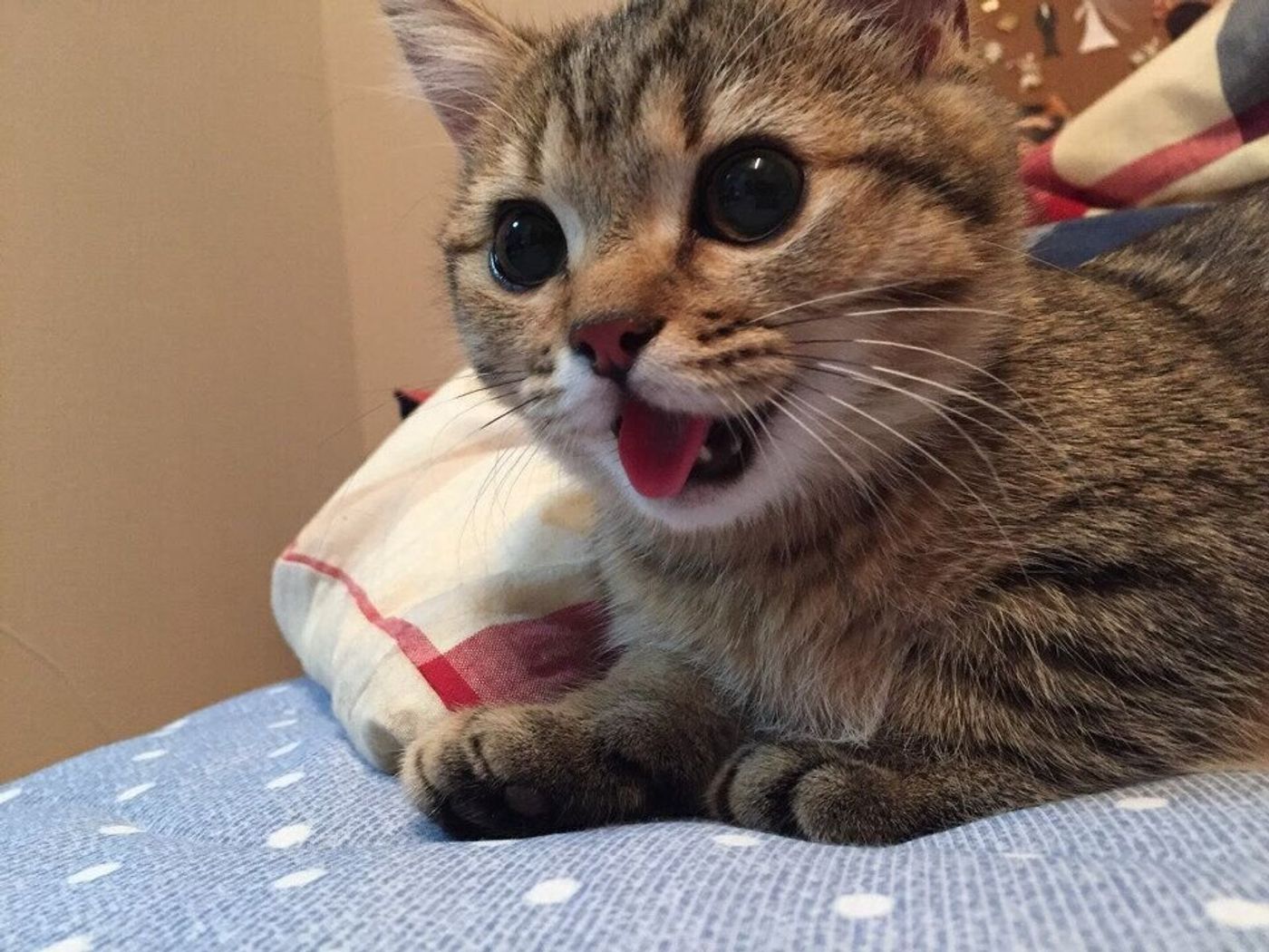 よく鳴く猫 と あまり鳴かない猫 の傾向の違いはある 5匹の猫たちで検証してみた ねこのきもちweb Magazine よく鳴く猫 と あまり鳴かない猫 の傾向の違いはある 5匹の猫たちで検証してみた ねこのきもちweb Magazine