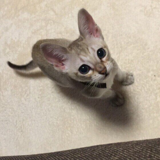 シンガプーラのガブくん