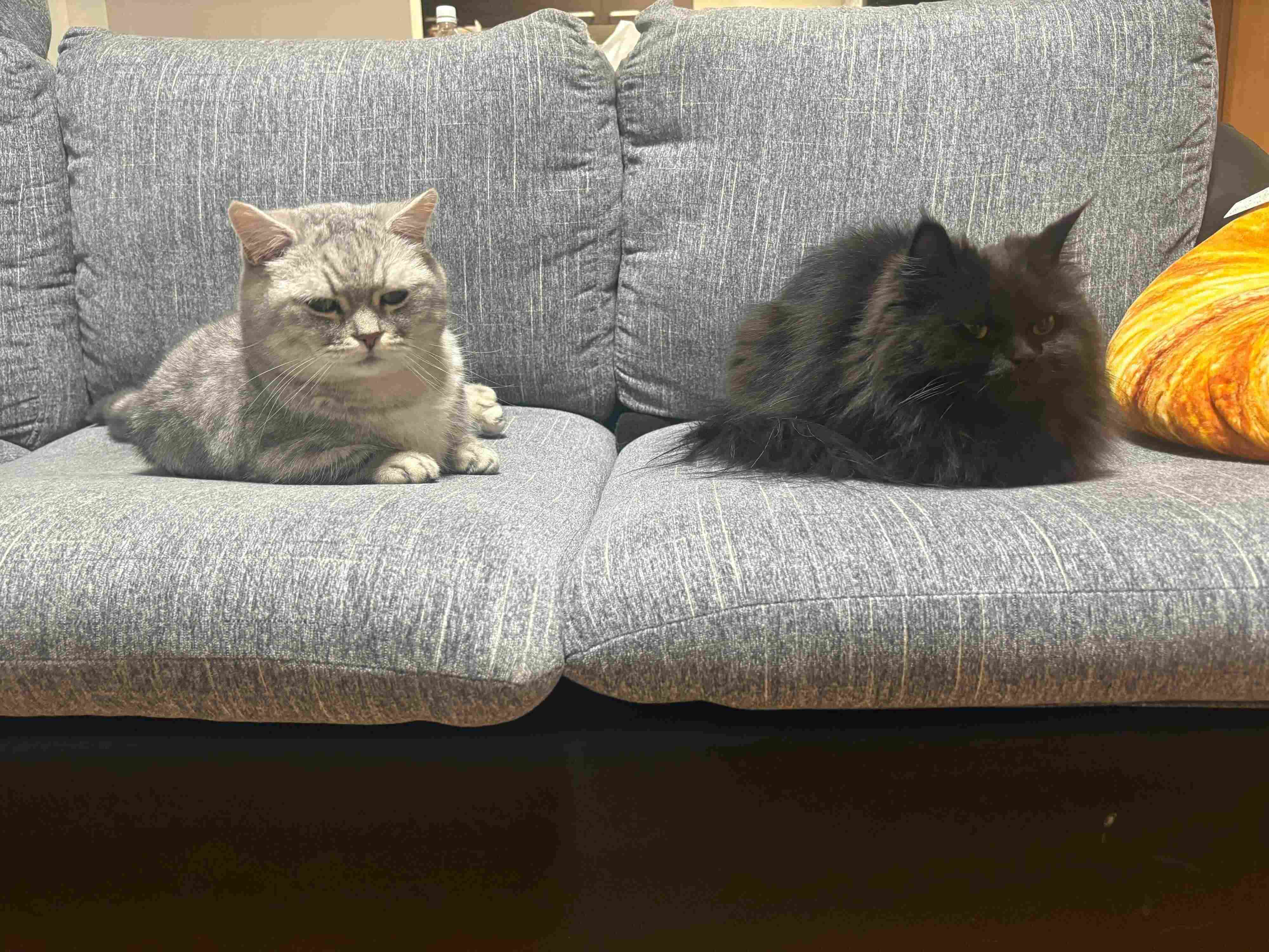 ソファでくつろぐだいふくくん、おはぎちゃん