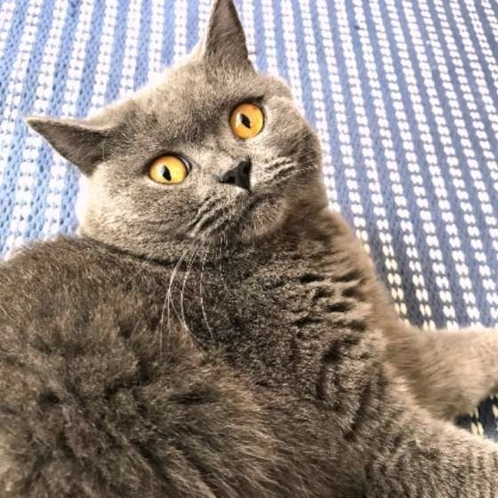 見つめるブリティッシュショートヘア