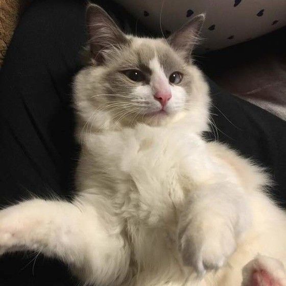 抱っこされるラグドール