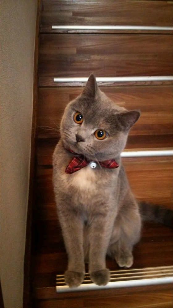 出勤のお見送りをする猫（ブリティッシュショートヘア）