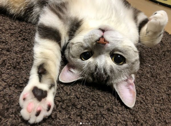 しぐさがあざとすぎる猫