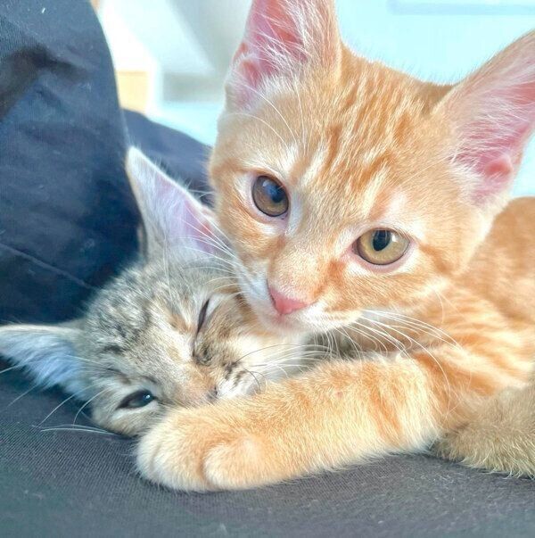 仲良しなしょうがちゃん、わさびちゃん