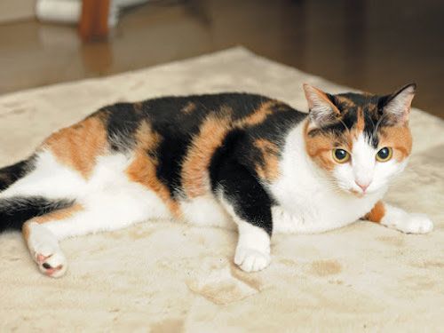 くつろぐ猫／「ねこのきもち」2018年11月号