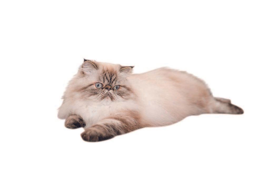 撮影／中川文作