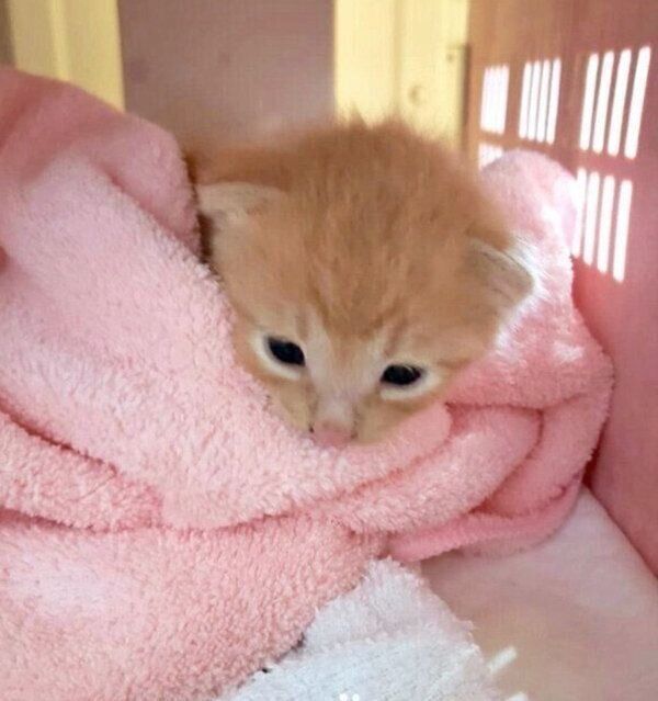 保護当時のトロくん