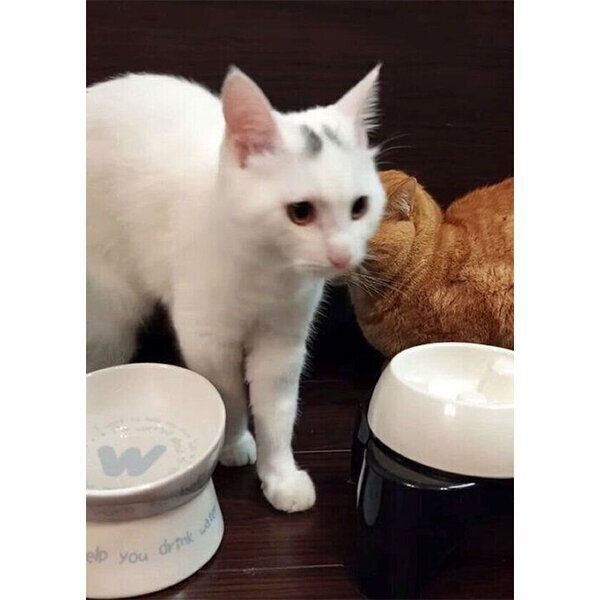 立ち去るだいふくくん