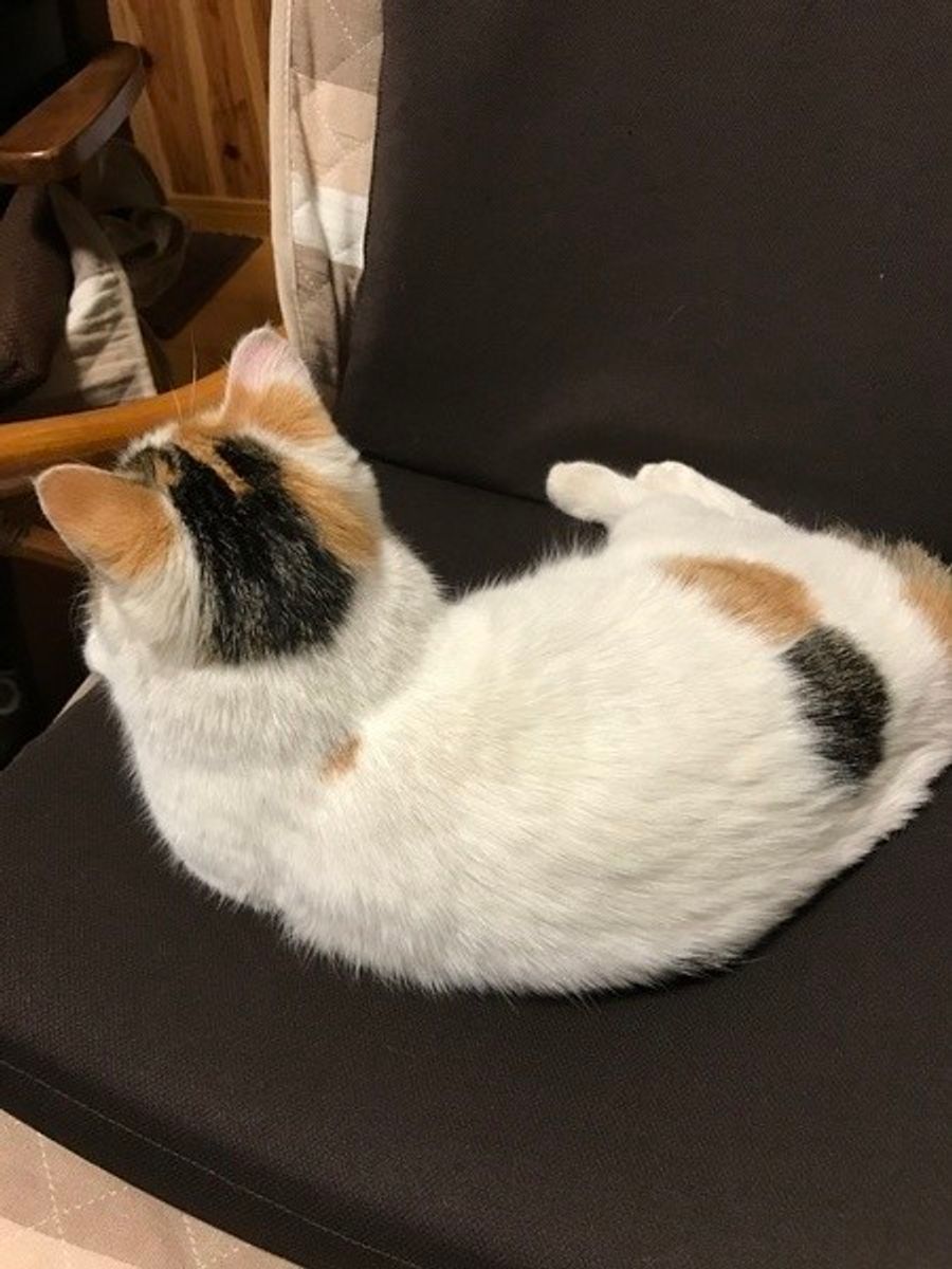 日本猫 三毛猫 の特徴と遺伝の話 オスの確率が低いのはどうして ねこのきもちweb Magazine 日本猫 三毛猫 の特徴と遺伝の話 オスの確率が低いのはどうして ねこのきもちweb Magazine