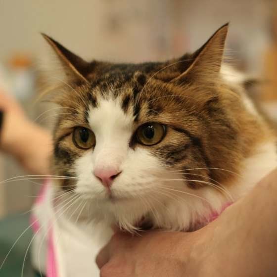 抱っこされるキジトラ