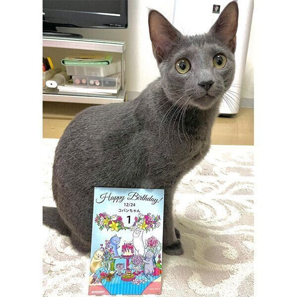 見つめるこぱんくん