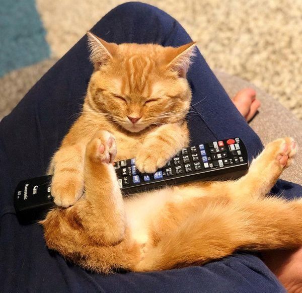 茶トラのhanaちゃん