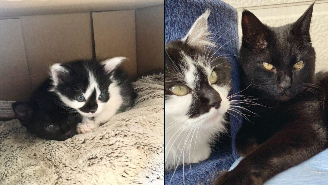 あわせちゃんとひとえちゃんの成長ビフォーアフター