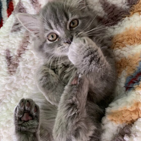 サイベリアンのピノコちゃん