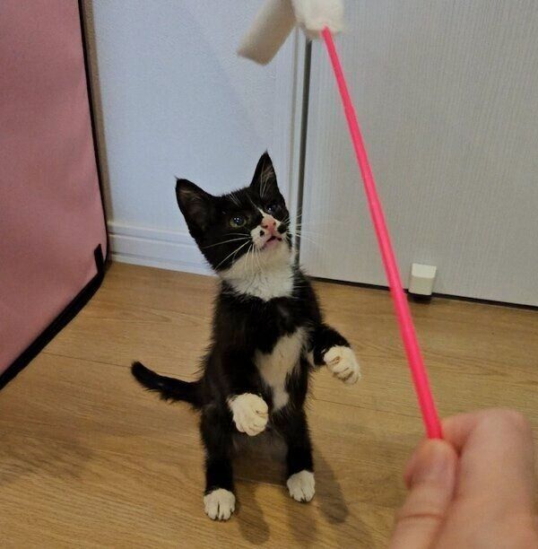 猫じゃらしで遊ぶノアールちゃん