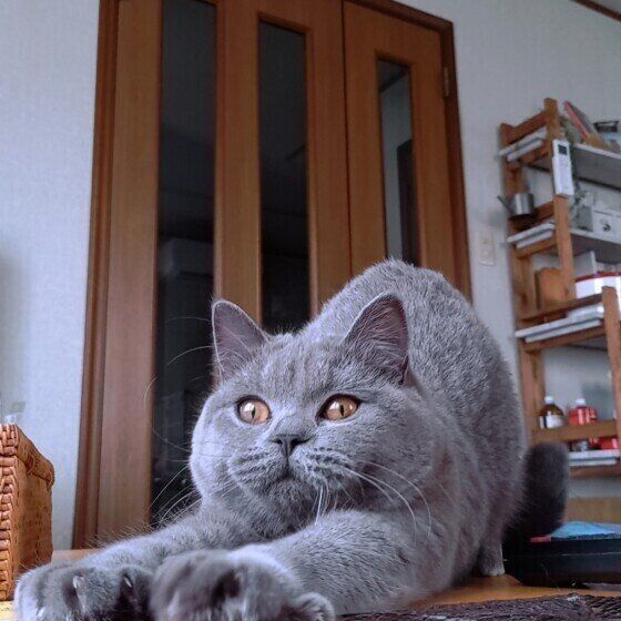 伸びをするブリティッシュショートヘア