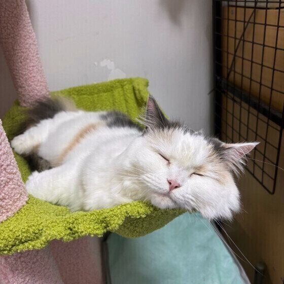 サイベリアンのミミちゃん