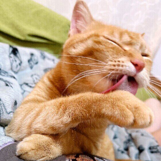 まろくん（MIX）