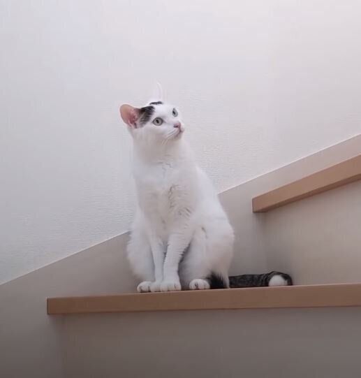 階段にいる猫