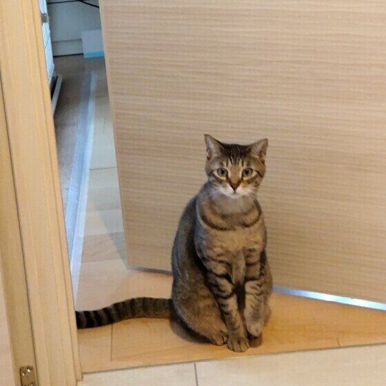 お見送りする猫