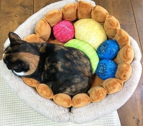 フルーツタルトになりきる三毛猫